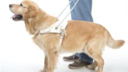 Photo d'un chien guide d'aveugle