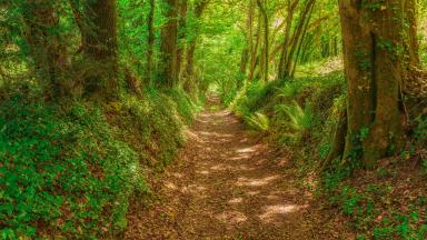 Forêt Côtes-D'Armor 