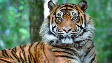 Photo d'un tigre