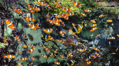 Phot de poissons